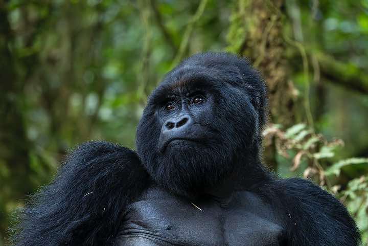 Male Mountain Gorilla (Gorilla beringei beringei), Nyakagezi Gorilla Group, Mgahinga Gorilla National Park