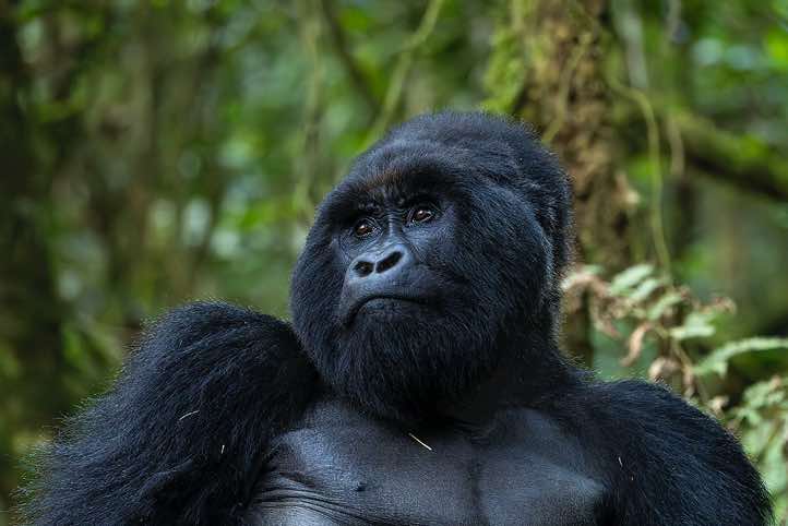 Male Mountain Gorilla (Gorilla beringei beringei), Nyakagezi Gorilla Group, Mgahinga Gorilla National Park<br/>