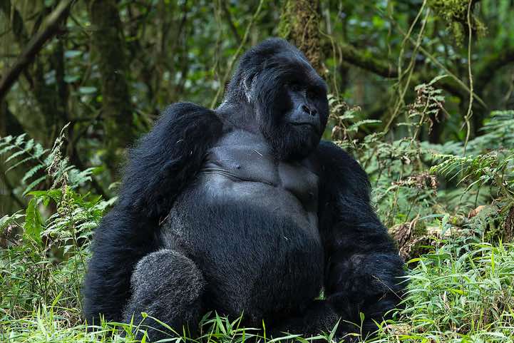 Male Mountain Gorilla (Gorilla beringei beringei), Nyakagezi Gorilla Group, Mgahinga Gorilla National Park