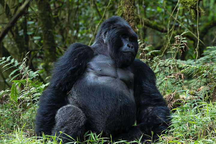 Male Mountain Gorilla (Gorilla beringei beringei), Nyakagezi Gorilla Group, Mgahinga Gorilla National Park