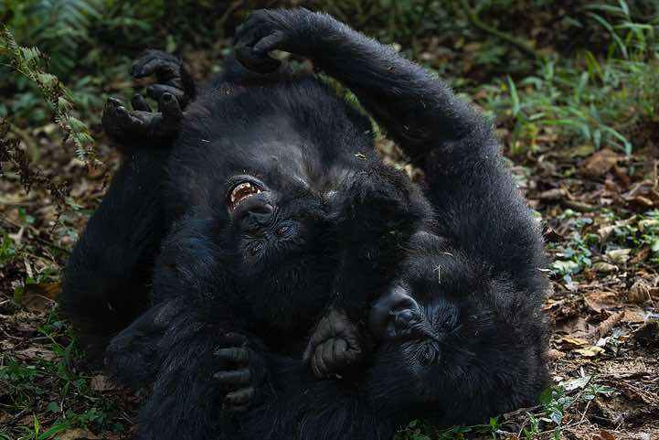Mountain Gorillas (Gorilla beringei beringei) playing, Nyakagezi Gorilla Group, Mgahinga Gorilla National Park