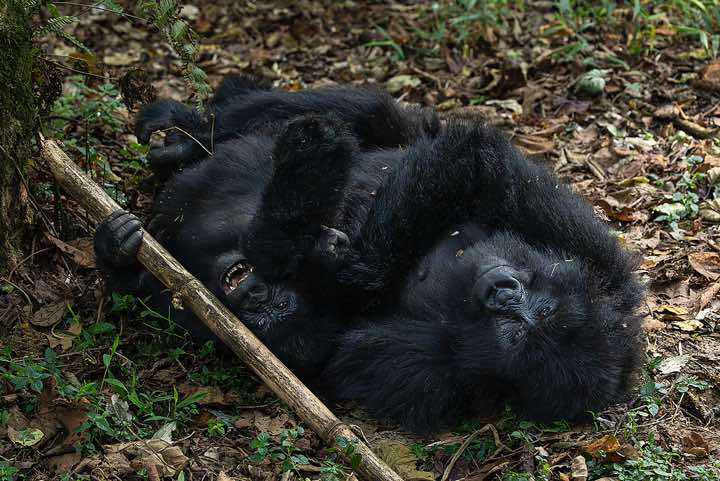 Mountain Gorillas (Gorilla beringei beringei) playing, Nyakagezi Gorilla Group, Mgahinga Gorilla National Park