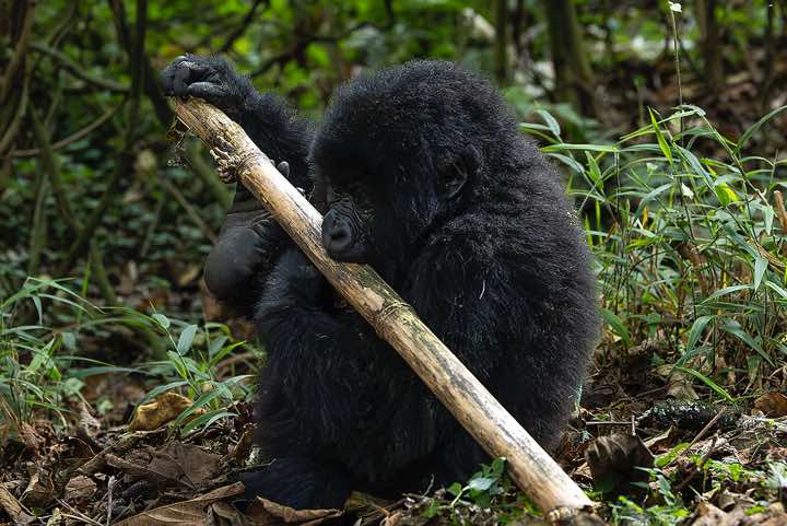 Young Mountain Gorilla (Gorilla beringei beringei) playing, Nyakagezi Gorilla Group, Mgahinga Gorilla National Park