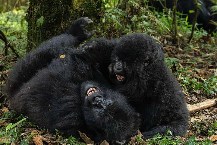Mountain Gorillas (Gorilla beringei beringei) playing, Nyakagezi Gorilla Group, Mgahinga Gorilla National Park