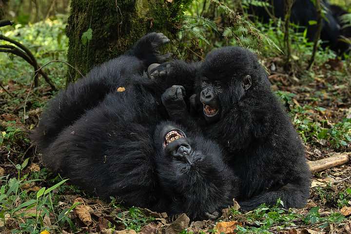 Mountain Gorillas (Gorilla beringei beringei) playing, Nyakagezi Gorilla Group, Mgahinga Gorilla National Park