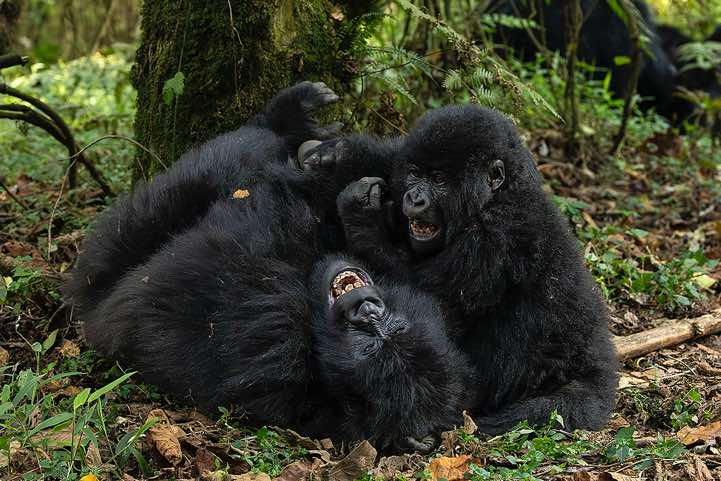Mountain Gorillas (Gorilla beringei beringei) playing, Nyakagezi Gorilla Group, Mgahinga Gorilla National Park