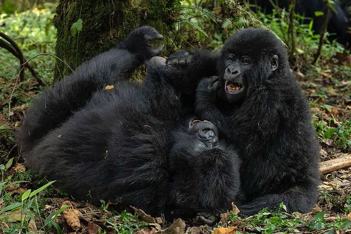 Mountain Gorillas (Gorilla beringei beringei) playing, Nyakagezi Gorilla Group, Mgahinga Gorilla National Park