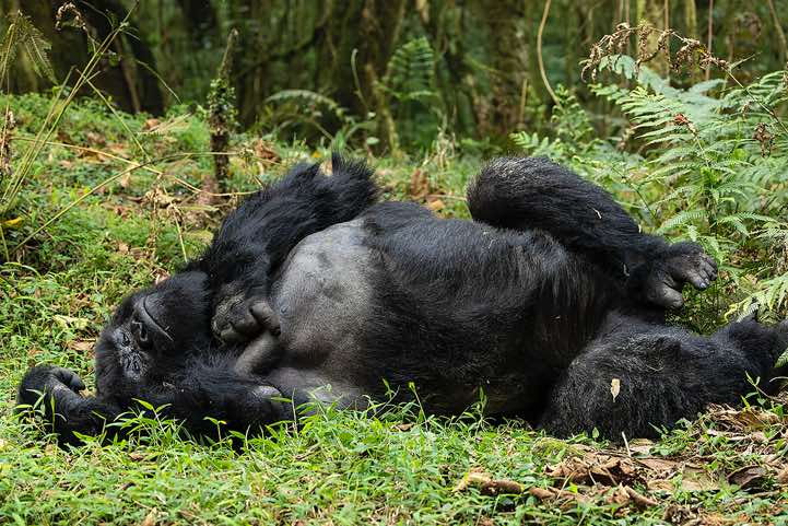 Male Mountain Gorilla (Gorilla beringei beringei) resting, Nyakagezi Gorilla Group, Mgahinga Gorilla National Park