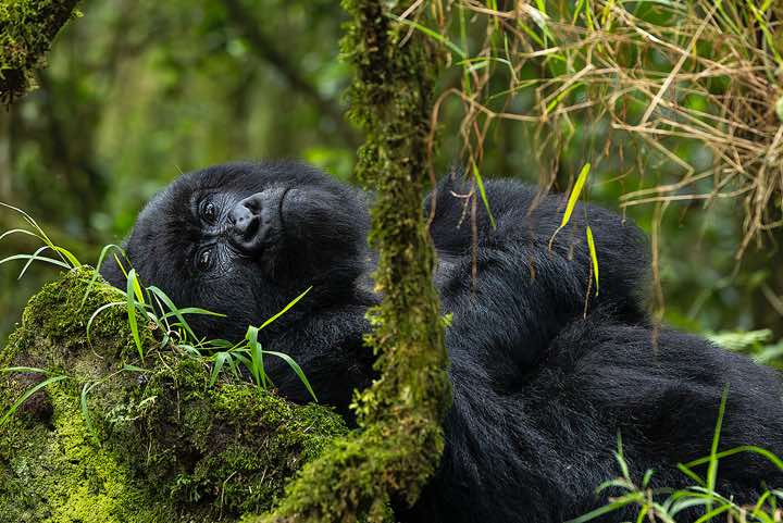 Mountain Gorilla (Gorilla beringei beringei), Nyakagezi Gorilla Group, Mgahinga Gorilla National Park