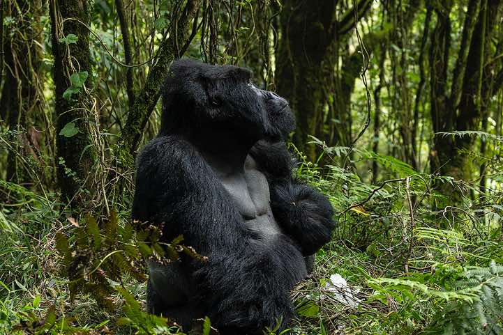 Male Mountain Gorilla (Gorilla beringei beringei), Nyakagezi Gorilla Group, Mgahinga Gorilla National Park
