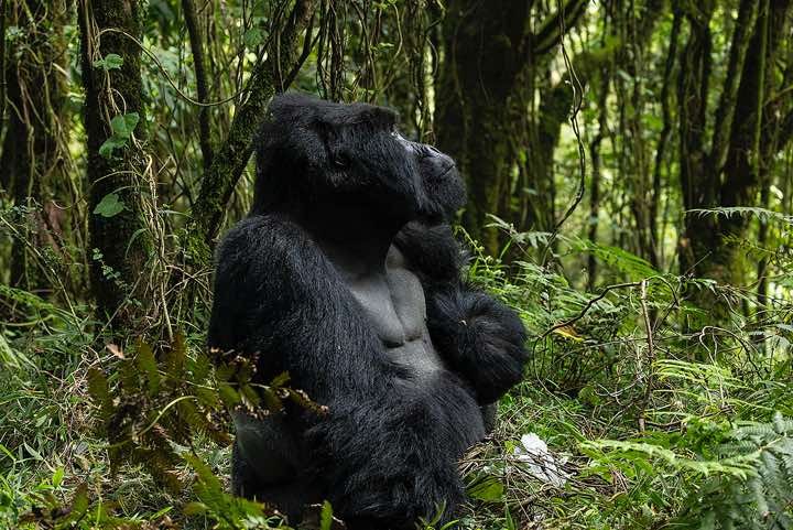 Male Mountain Gorilla (Gorilla beringei beringei), Nyakagezi Gorilla Group, Mgahinga Gorilla National Park