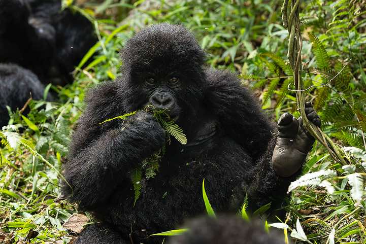 Young Mountain Gorilla (Gorilla beringei beringei) eating, Nyakagezi Gorilla Group, Mgahinga Gorilla National Park
