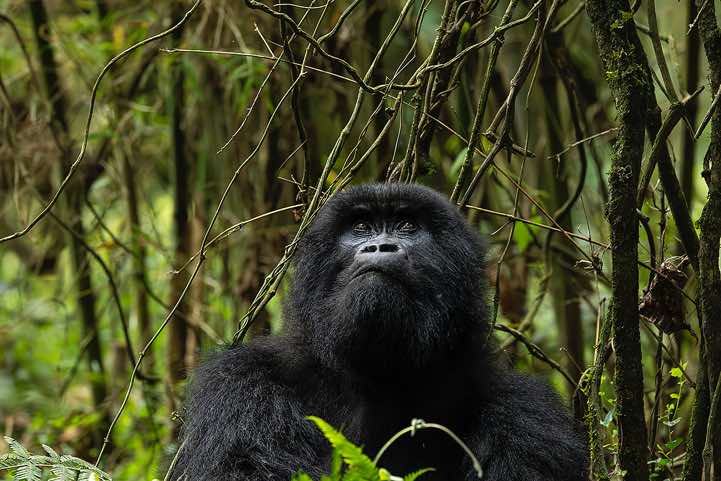 Mountain Gorilla (Gorilla beringei beringei), Nyakagezi Gorilla Group, Mgahinga Gorilla National Park