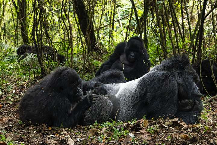 Mountain Gorillas (Gorilla beringei beringei) grooming, Nyakagezi Gorilla Group, Mgahinga Gorilla National Park