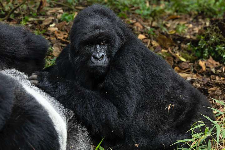 Mountain Gorilla (Gorilla beringei beringei) grooming, Nyakagezi Gorilla Group, Mgahinga Gorilla National Park