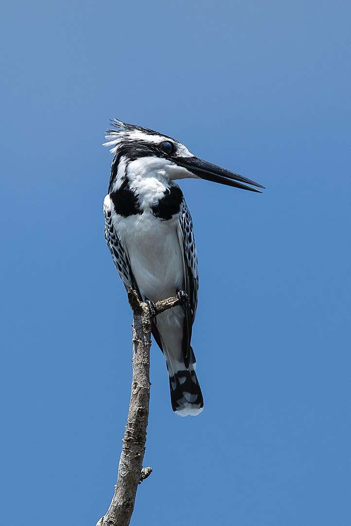 Female Pied Kingfisher (Ceryle rudis), Victoria Nile