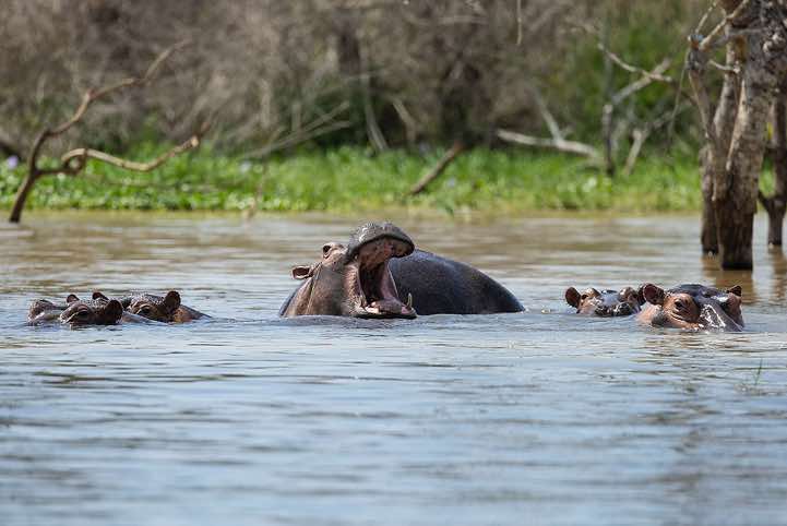 Hippos (Hippopotamus amphibius), Victoria Nile