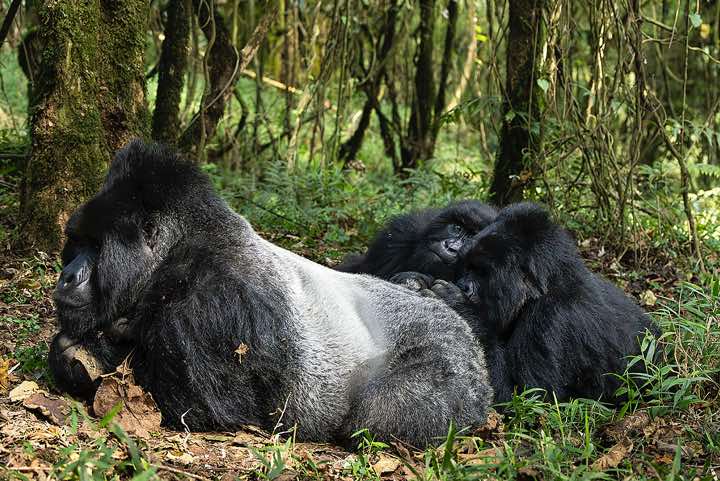 Mountain Gorillas (Gorilla beringei beringei) grooming, Nyakagezi Gorilla Group, Mgahinga Gorilla National Park