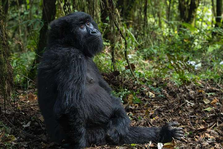 Mountain Gorilla (Gorilla beringei beringei), Nyakagezi Gorilla Group, Mgahinga Gorilla National Park