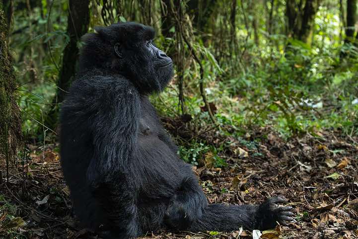 Mountain Gorilla (Gorilla beringei beringei), Nyakagezi Gorilla Group, Mgahinga Gorilla National Park