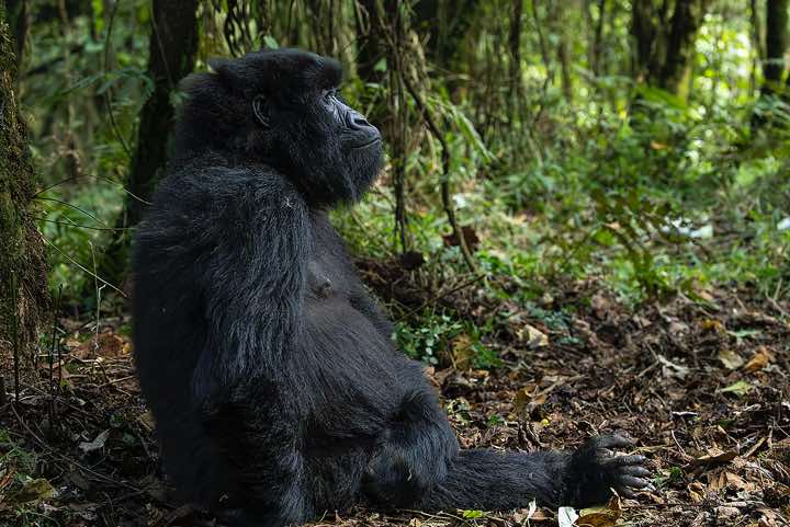Mountain Gorilla (Gorilla beringei beringei), Nyakagezi Gorilla Group, Mgahinga Gorilla National Park