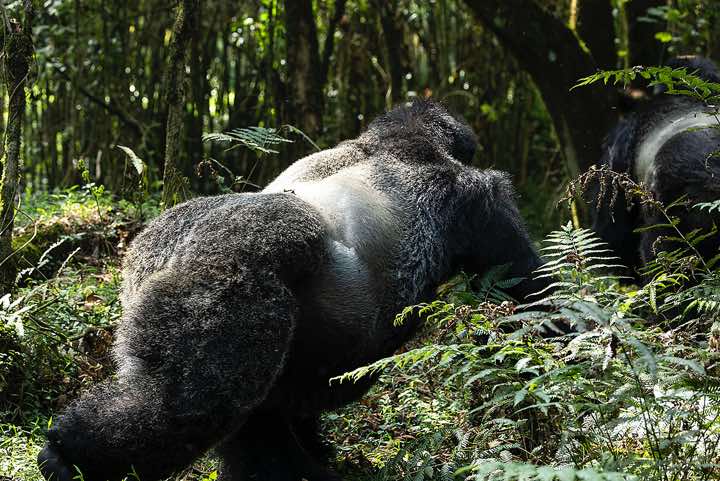 Silverback Mountain Gorilla (Gorilla beringei beringei), Nyakagezi Gorilla Group, Mgahinga Gorilla National Park