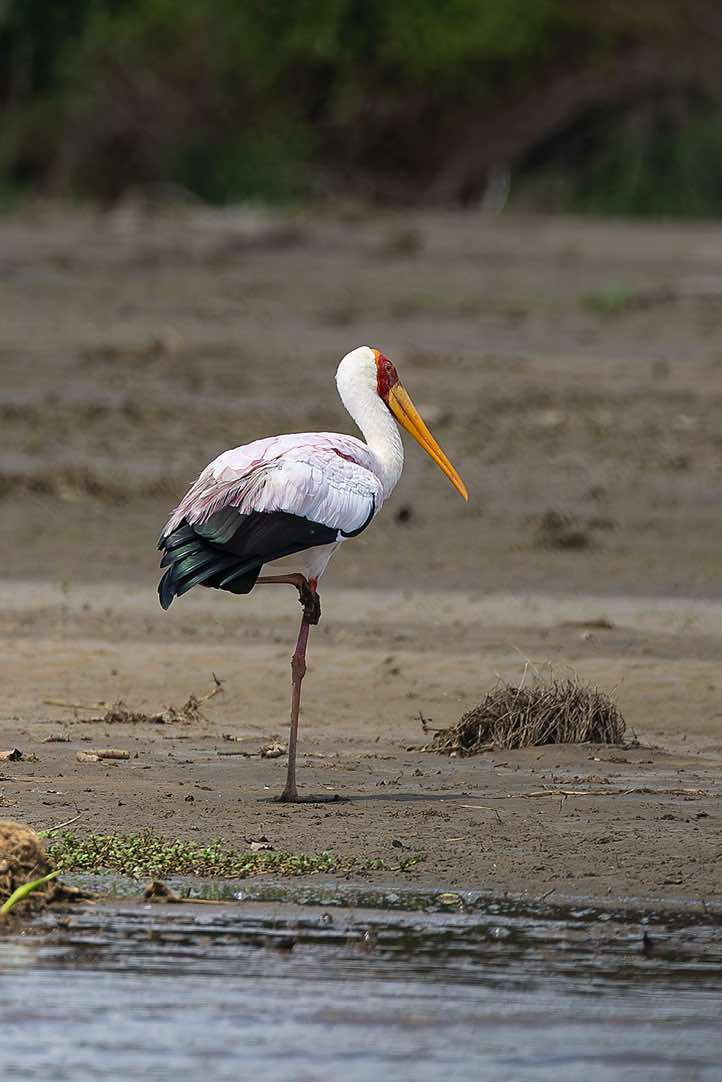Yellow-billed Stork (Mycteria ibis), Victoria Nile