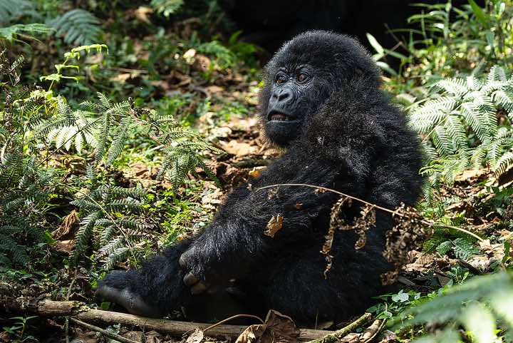 Young Mountain Gorilla (Gorilla beringei beringei), Nyakagezi Gorilla Group, Mgahinga Gorilla National Park