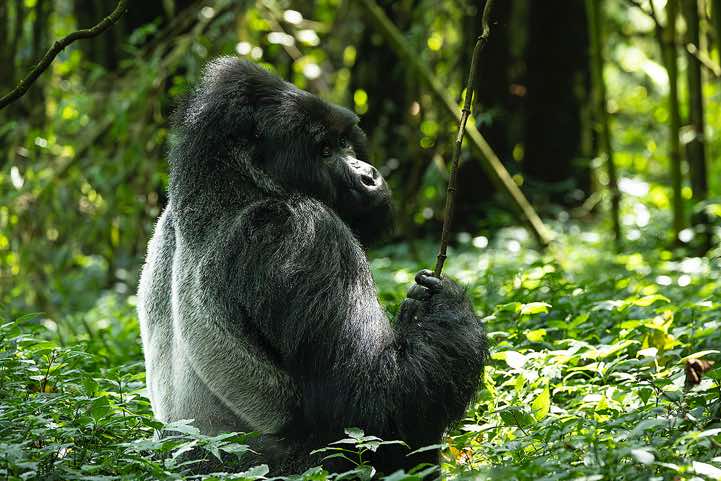 Silverback Mountain Gorilla (Gorilla beringei beringei), Nyakagezi Gorilla Group, Mgahinga Gorilla National Park