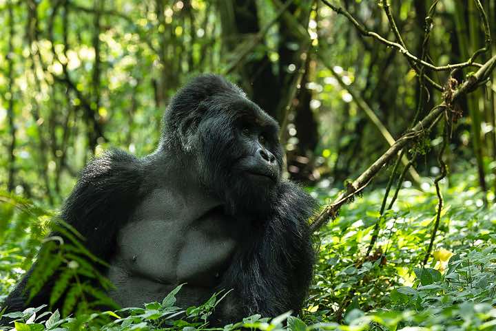 Silverback Mountain Gorilla (Gorilla beringei beringei), Nyakagezi Gorilla Group, Mgahinga Gorilla National Park