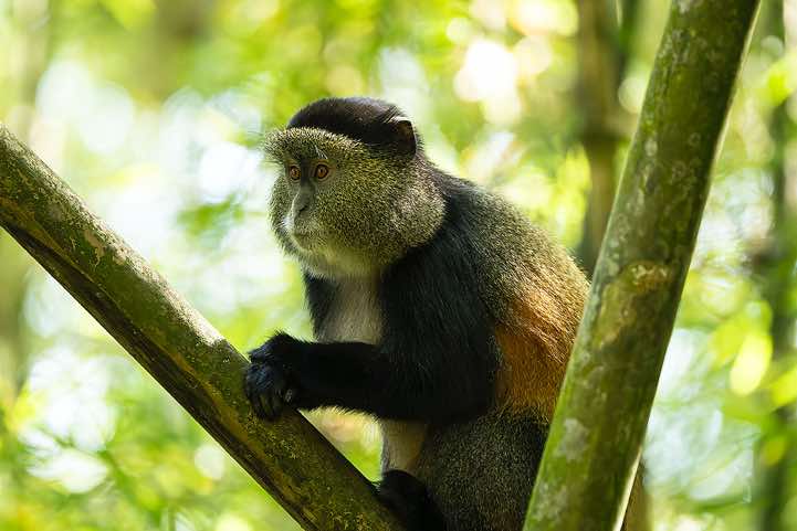 Golden Monkey (Cercopithecus mitis kandti) in the bamboo forest, Mgahinga Gorilla National Park