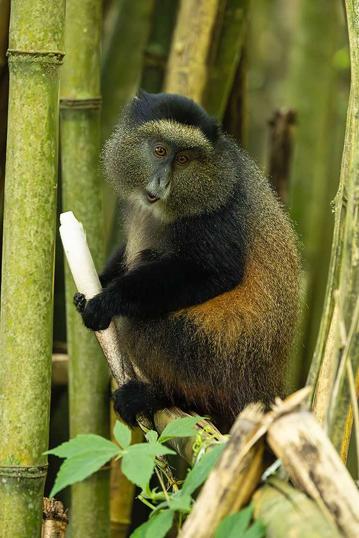 Golden Monkey (Cercopithecus mitis kandti) eating bamboo, Mgahinga Gorilla National Park