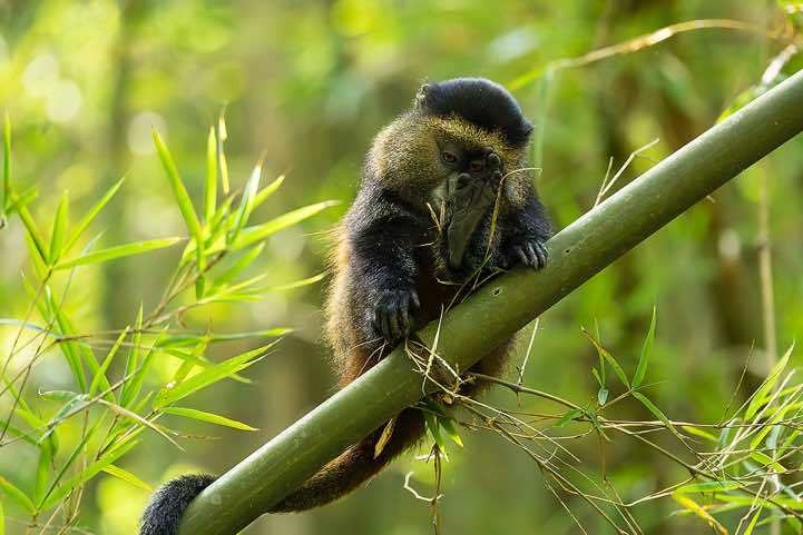 Young Golden Monkey (Cercopithecus mitis kandti) in the bamboo forest, Mgahinga Gorilla National Park