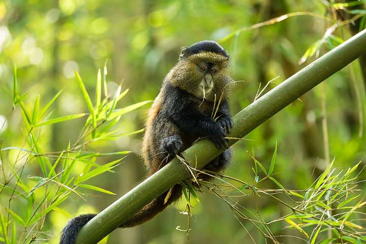 Young Golden Monkey (Cercopithecus mitis kandti) in the bamboo forest, Mgahinga Gorilla National Park
