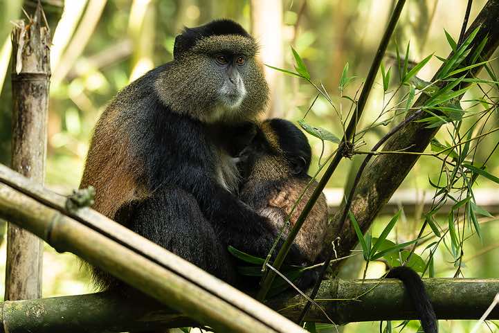 Golden Monkey (Cercopithecus mitis kandti), mother and child, Mgahinga Gorilla National Park