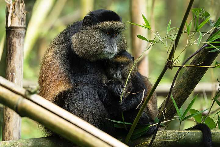 Golden Monkey (Cercopithecus mitis kandti), mother and child, bamboo forest, Mgahinga Gorilla National Park