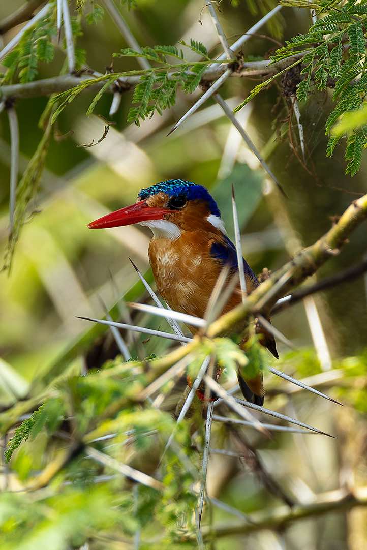 Malachite Kingfisher (Corythornis cristatus), Victoria Nile