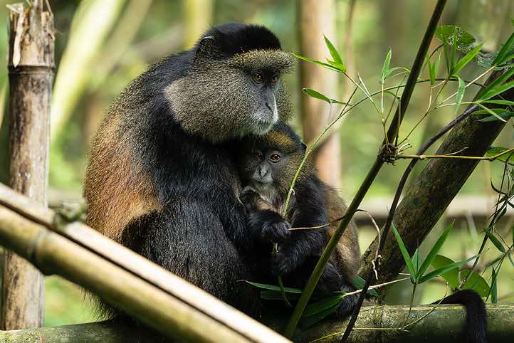 Golden Monkey (Cercopithecus mitis kandti), mother and child, Mgahinga Gorilla National Park