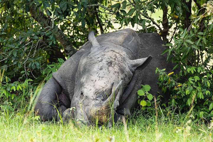 Resting Southern White Rhinoceros (Ceratotherium simum simum), Ziwa Rhino Sanctuary