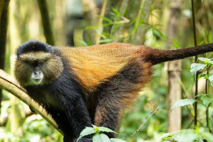 Golden Monkey (Cercopithecus mitis kandti) in the bamboo forest, Mgahinga Gorilla National Park