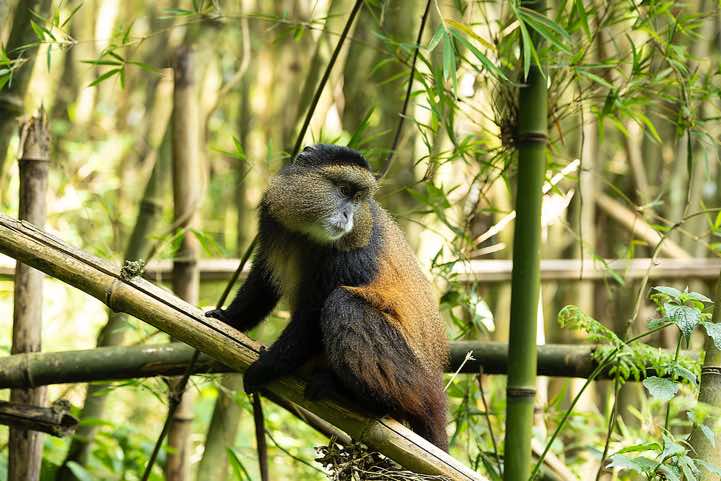 Golden Monkey (Cercopithecus mitis kandti) in the bamboo forest, Mgahinga Gorilla National Park