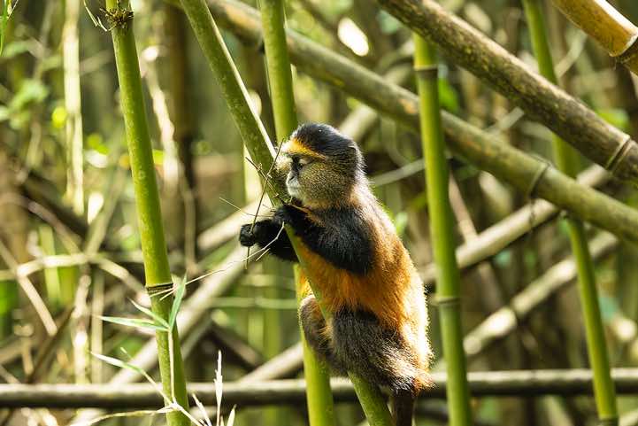 Young Golden Monkey (Cercopithecus mitis kandti) in the bamboo forest, Mgahinga Gorilla National Park