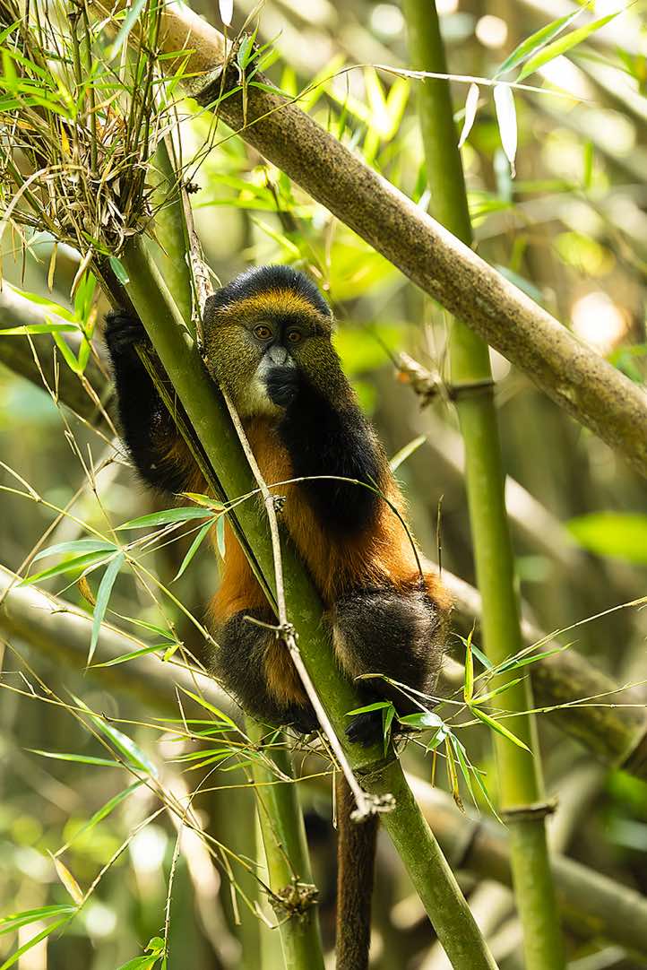 Young Golden Monkey (Cercopithecus mitis kandti) in the bamboo forest, Mgahinga Gorilla National Park