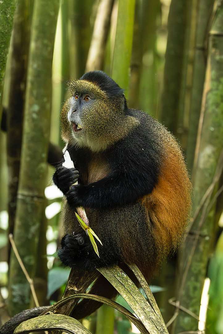 Golden Monkey (Cercopithecus mitis kandti) eating bamboo, Mgahinga Gorilla National Park