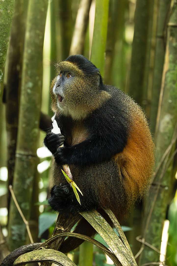 Golden Monkey (Cercopithecus mitis kandti) eating bamboo, Mgahinga Gorilla National Park