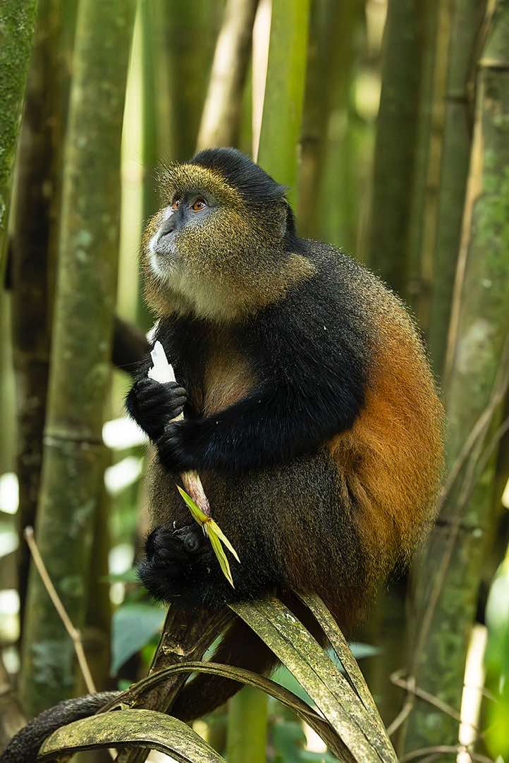 Golden Monkey (Cercopithecus mitis kandti) eating bamboo, Mgahinga Gorilla National Park