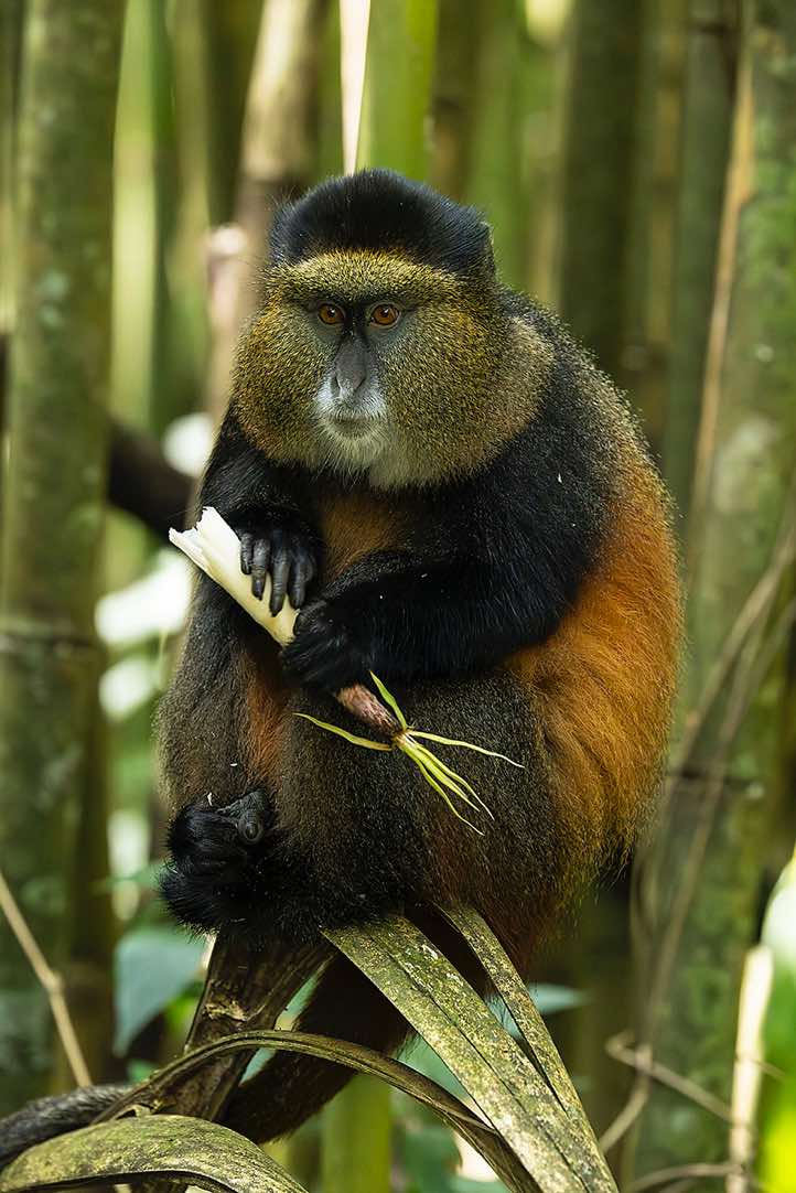 Golden Monkey (Cercopithecus mitis kandti) eating bamboo, Mgahinga Gorilla National Park