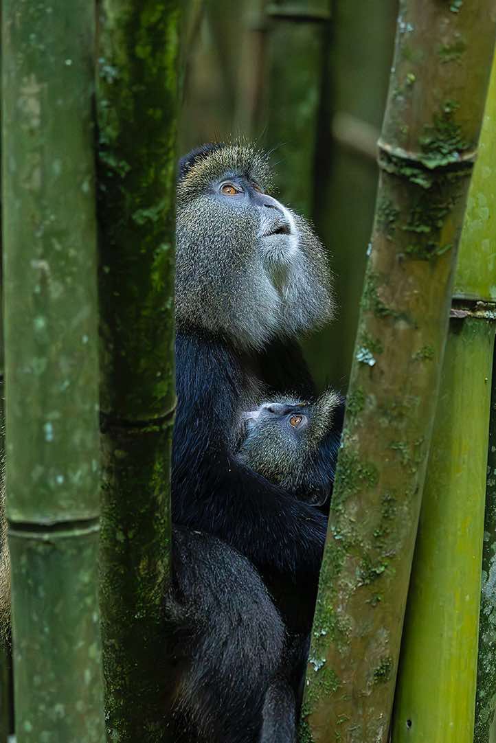 Golden Monkey (Cercopithecus mitis kandti), mother and child, bamboo forest, Mgahinga Gorilla National Park