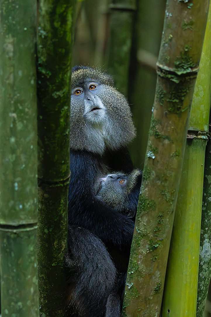 Golden Monkey (Cercopithecus mitis kandti), mother and child, bamboo forest, Mgahinga Gorilla National Park