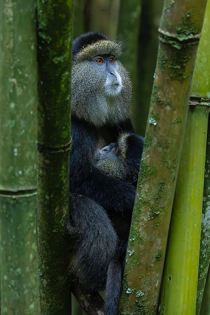 Golden Monkey (Cercopithecus mitis kandti), mother and child, bamboo forest, Mgahinga Gorilla National Park